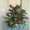 Potted plant with orange flowers.