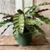 The Calathea &ldquo;Rattlesnake&rdquo; Plant is a striking, pet-friendly houseplant with beautiful patterned