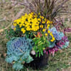 Fall Planter of asst. plants. Plants may vary.