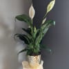 Gorgeous white peace Lilly in a ceramic gold pot. Not toxic to