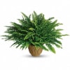 Gorgeous Fern comes in decorative container.  Container may vary.