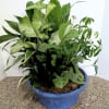 A lush assortment of colorful indoor plants artfully arranged in a 12&quot;