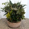 A lush assortment of colorful indoor plants artfully arranged in a 12&quot;