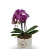Select this sweet 3&quot; miniature Phalaenopsis Orchid in a ceramic container.

Orchid color