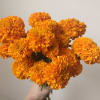10 stems of orange marigolds warped in brown paper. 