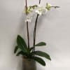 Stunning double stem potted phalaenopsis orchid. Approximately 26&quot; tall. 
*We strive to