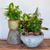 A collection of different plant varieties in an elegant, ceramic container. Dish