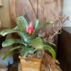 A Gorgeous Bromeliad in a Upgraded Pot with Natural Decoration and Branches.