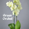 Elegant and long-lasting, this double stem orchid adds timeless beauty to any
