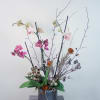 Double up your orchid and make it two! This product includes 2