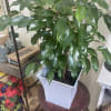A 6&rdquo; grower pot size of Ficus Benjamin&rsquo;s set in a hard