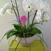 Phalaenopsis Orchids and a pink Quill plant potted in a neutral ceramic