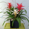 Bromeliads potted in a black ceramic vase. 