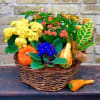 Fall Tones Make This European Garden Beautiful.
Assorted Green and Blooming Plants Set