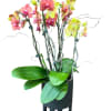 A statement piece blending natural beauty with modern design. This multi-stemmed Phalaenopsis