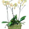 A breathtakingly peaceful display of natural beauty. Three majestic stems of soft