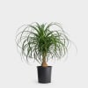 Beautiful palm that is low maintanence. Comes in a wicker basket and
