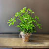 The schefflera arboricola plant is known by many names, but none do