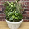 Lush green plants arranged in a 12&quot; ceramic pot (container may change