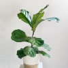 A 6&rdquo; diameter pot with a fiddle leaf fig! Great for home