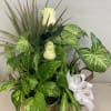 This is a beautiful basket of green plants, and two white roses.