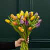 Tulips are a timeless symbol of spring, celebrated for their vibrant beauty