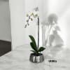 A high quality Single orchid white arrangement with a vase 7&quot; D