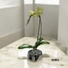 A high quality Single orchid yellow arrangement with a vase 7&quot; D