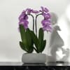 A high quality Double pink orchid arrangement with a vase 8.5&quot; D