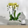 A high quality Triple yellow orchid arrangement with a vase 10&quot; D