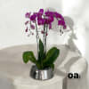 A high quality Triple purple orchid arrangement with a vase 9&quot; D