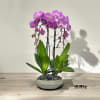 A high quality Triple pink orchid arrangement with a vase 10&quot; D
