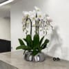 A high quality Four white orchid arrangement with a vase 9&quot; D