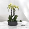 A high quality Five Yellow orchid arrangement with a vase 12.5&quot; D
