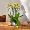 A high quality Five Yellow orchid arrangement with a vase 9&quot; D