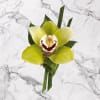 Introducing our &quot;Cymbidium Orchid Elegance Boutonniere,&quot; a true embodiment of sophistication and