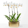 This elegant large white orchid planter was is a perfect centerpiece for