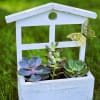 This adorable distressed wooden window planter filled with a variety of succulents