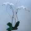 Timeless Elegance for Any Setting
Introducing the &quot;All Occasion Orchid,&quot; a sophisticated arrangement