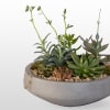 A succulent garden inspired by the beautiful flora of California. A simple