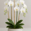 Beautiful 4 Stem White Orchid, designed facing all around, with Bamboo, moss