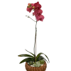 Large purple orchid with a mix of succulents in a brown pot.