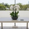 A high quality Seven white orchids arrangement with a vase 14&quot; D