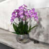 A high quality Seven pink flower orchid arrangement with a vase 12&quot;
