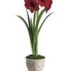 Send Merry Christmas wishes with this merry amaryllis! A Christmas tradition, this