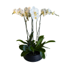 Full-sized, beautifully planted white Phalaenopsis orchids, in a chic vase. Decorated with