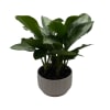 This medium-sized house/office plant adds a fresh, natural touch to any space