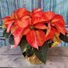 Poinsettias are the signature plant of the holiday season.  Brilliant reds