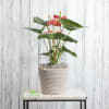 Wow them when you send this eye catching, tropical Anthirium in a