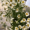 10 stem chamomile 